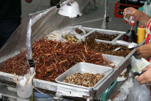 Thailand crickets food