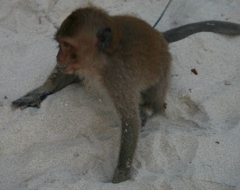 Beach monkeys