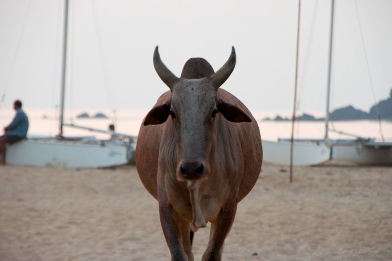 Cow Beach Goa